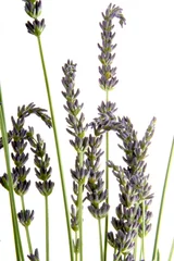 Fotobehang Lavendel lavendel bloem op witte achtergrond