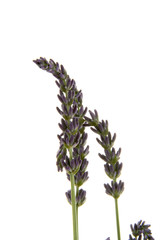 fleur de lavande sur fond blanc