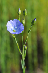 Fleur de Lin