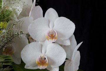weiße Orchidee Blüten im Strauss vor schwarzem Hintergrund