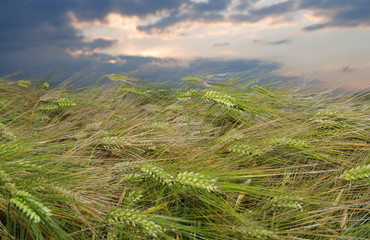 Roggenfeld, blauer Himmel und Wolken
