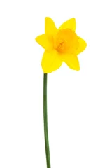 Crédence de cuisine en verre imprimé Narcisse yellow narcissus