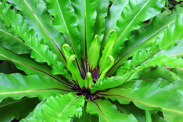Asplenium nidus