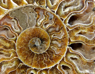 Crustacean Fossil