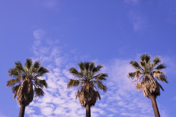 Fototapeta na wymiar Three palm trees