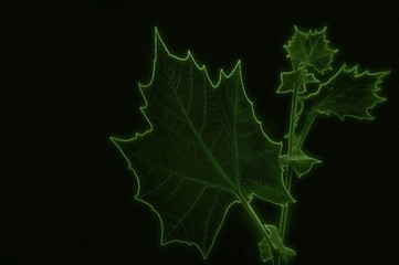 Glowing Foliage