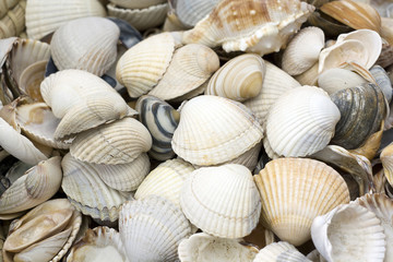 seashell background