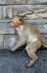 macaque de profil