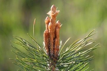 young pine, Pinus sylvestris
