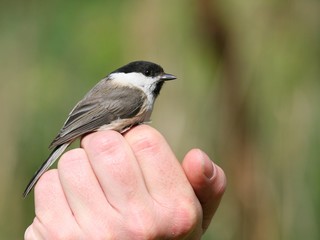 bird Parus montanus