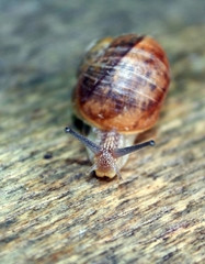 Garden snail