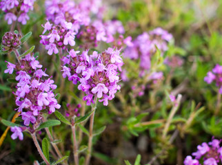 Blooming thyme