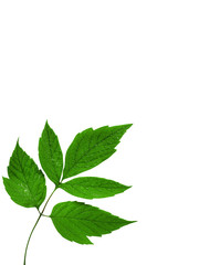 Fototapeta na wymiar green wet leaves isolated on white background