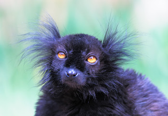 Black lemur © Martin Spurny