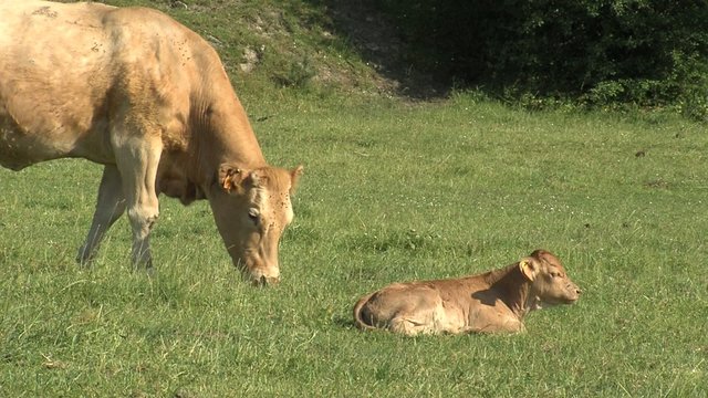vaca y ternera