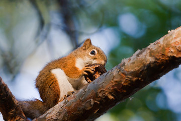 Squirrel eating a Walnut