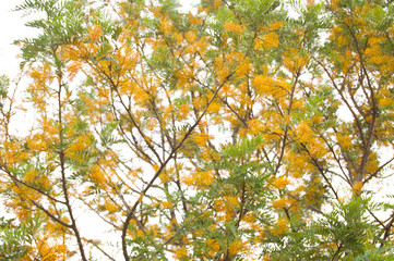 Yellow tree