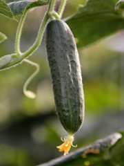 a cucumber is in a hothouse