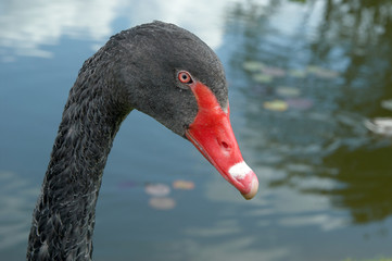 Black swan head