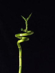 Japanese Bamboo Growing