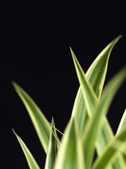 Fototapeta premium Variegated Plant Leaves on Black Background