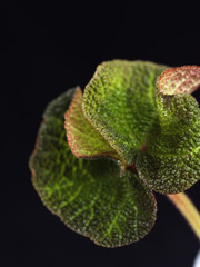 Colourful Variegated Plant Leaves on Black Background 1