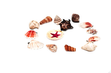 Sea shells