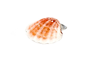 Sea shell