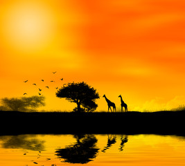 giraffe africa