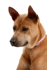 Thai Ridgeback Dog isolated on white background