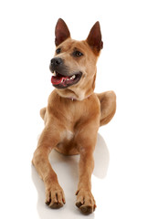 Thai Ridgeback Dog isolated on white background