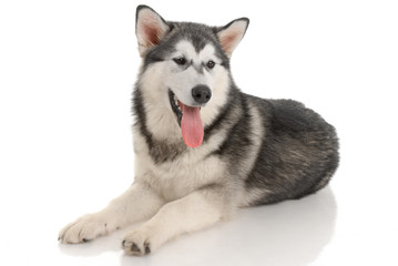Malamute purebred dog in the studio
