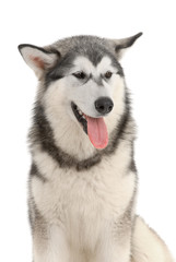 Malamute purebred dog in the studio