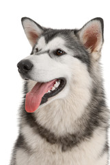 Malamute purebred dog in the studio
