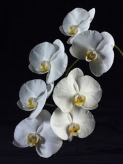 Fototapeta na wymiar Orchids on Black Background 2
