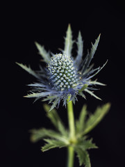 Scottish Thistle on Black Background 3