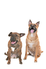 Obraz premium two happy dogs