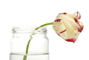 Tulip in the glass jar