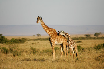 Masai Giraffes Bonding