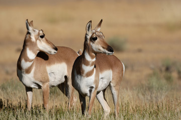 Young Pronghorn Antelopes in the Yellowstone National Park