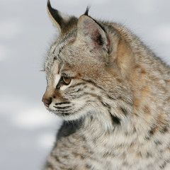 Baby North American Bobcat Closeup