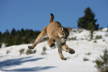 Mountain Lion jumping © Dennis Donohue