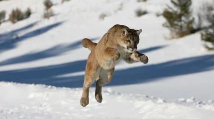 Rolgordijnen Mountain Lion springen © Dennis Donohue