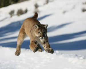 Fotobehang Mountain Lion springen © Dennis Donohue