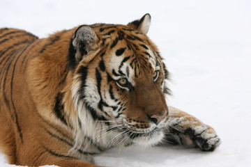 Fototapeta na wymiar Tygrys syberyjski w śniegu
