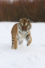 Siberian Tiger Running in Snow