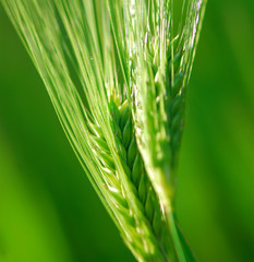 ears young wheat