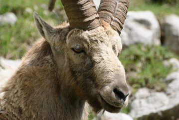 Portrait de vieux bouc