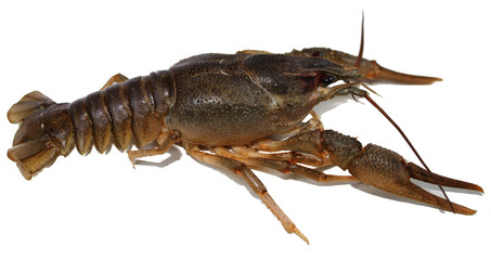 Live crayfish on a white background.