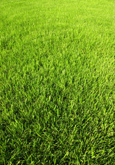 Juicy grass